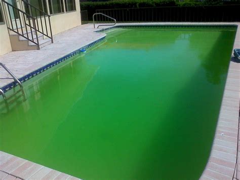 Why Is My Pool Still Green or Cloudy After Shocking? | Cloudy pool water, Green pool water ...