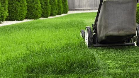 8 Lawn Care and Maintenance Tips You Must Know