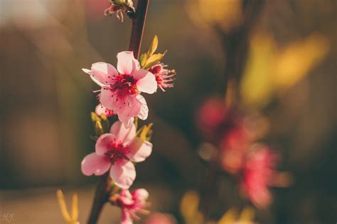 What’s Essential for Chinese New Year? Peach Blossoms