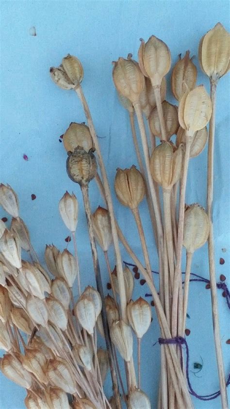 Close up tulip seed pods | Tulip seeds, Magical herbs, Seed pods