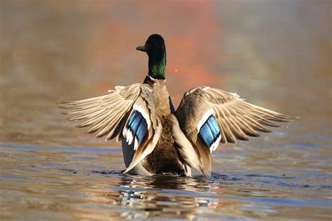 Mallard Duck Flapping His Wings in Winter Photograph by Sue Feldberg - Pixels