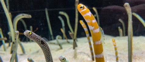 Garden Eels In Reef Aquarium | Fasci Garden