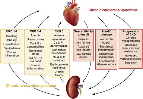 Cardiorenal Syndrome: An Overview - Advances in Chronic Kidney Disease