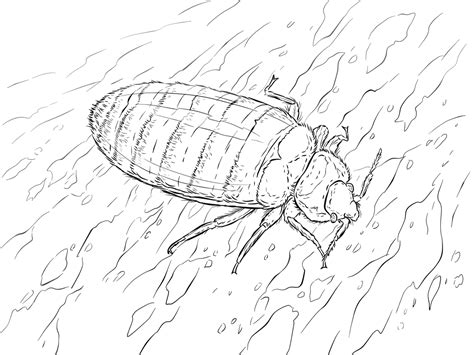 Bed Bug coloring page - ColouringPages