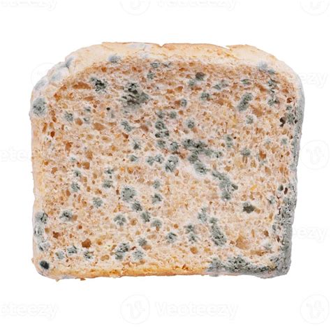 moldy bread isolated 9257662 Stock Photo at Vecteezy