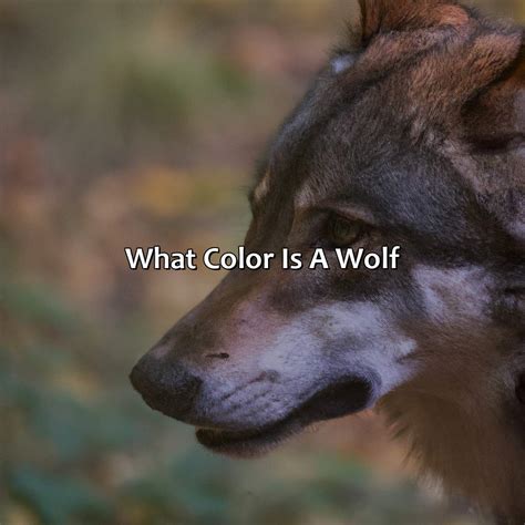 What Color Is A Wolf - colorscombo.com