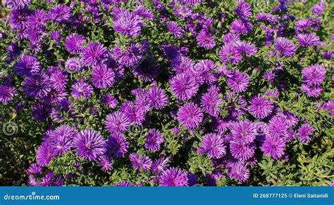 Symphyotrichum Novae Angliae Grape Crush Purple Flower in the Garden ...