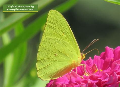 Cloudless Sulphur Butterfly, facts, size, photos, characteristics, geographic distribution