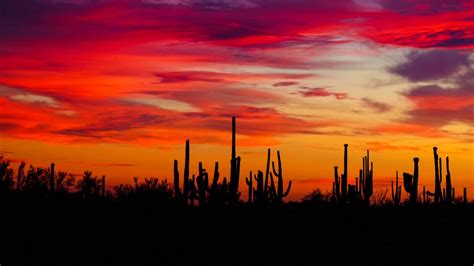 Wallpaper cacti, sunset, silhouettes, arizona hd, picture, image