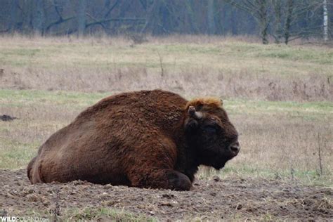 Bison Safari in the Białowieża Forest, March 2020 – Wild Poland