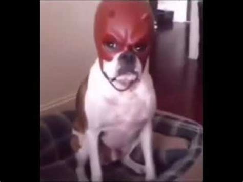 Daredevil Mask Dog - YouTube