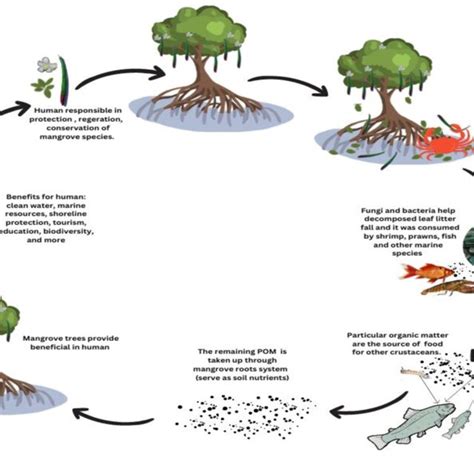 The transect area of four quadrants of mangrove trees in Lucod ...