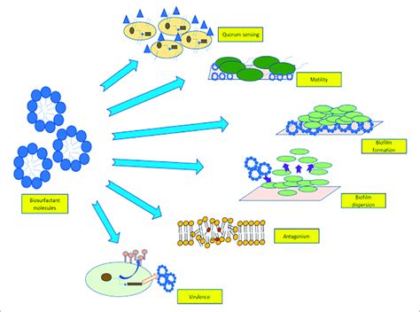 | Role of biosurfactants in quorum sensing, motility, biofilm adhesion,... | Download Scientific ...