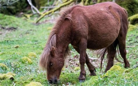 Dartmoor Pony Breed – Profile, Facts, Photos - VIVO Pets