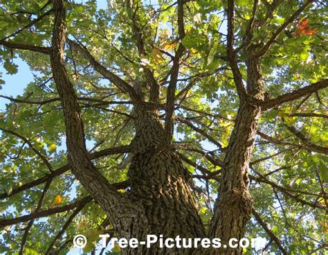 Bur Oak: Bur Oak Tree Bark Photo