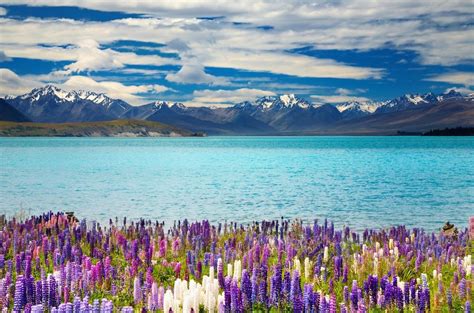 The 10 Best Lake Tekapo Tours & Tickets 2021 - Christchurch | Viator