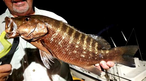 Caught at 9:15pm on a live finger mullet. Intercostal gulf Florida ...