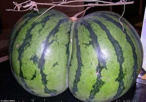 Awek Bertudung Tunjuk Watermelon Breasts Pics Xhamster | Hot Sex Picture