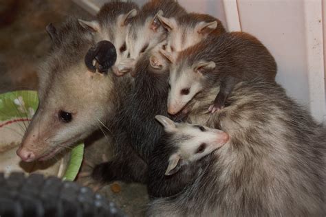 Baby Opossums Hanging