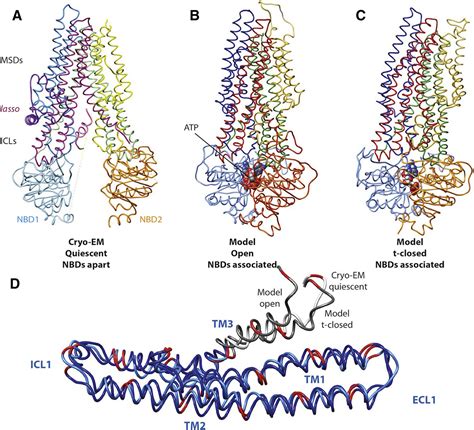 CFTR structure - Journal of Cystic Fibrosis