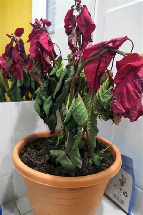 Why Is My Poinsettia Drooping? (And Heres' How To Fix) - Garden For Indoor