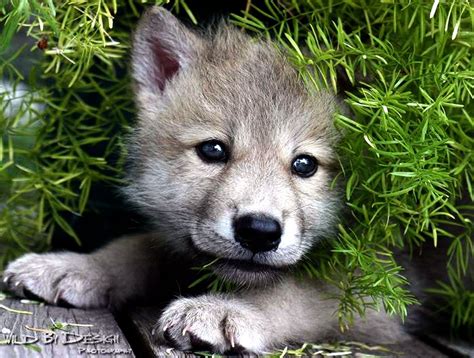 Spirit Wolf Pups Wallpapers - Wallpaper Cave