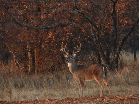 Whitetail Deer Screensavers and Wallpaper - WallpaperSafari