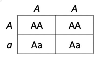 Multiple Allele Trait Examples