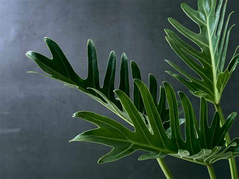 13 Big Leaf Houseplants That Make a Statement