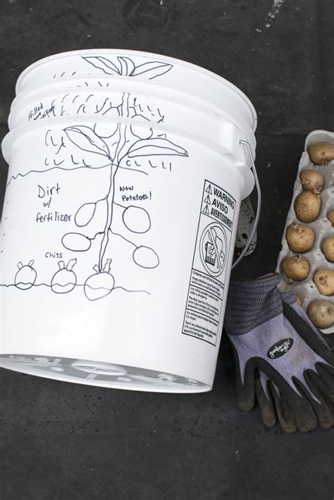 How To Grow Potatoes In a 5-Gallon Bucket (2023)