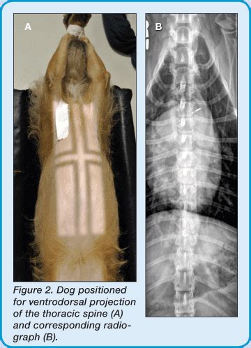 Small Animal Spinal Radiography Series: Thoracic Spine Radiography ...