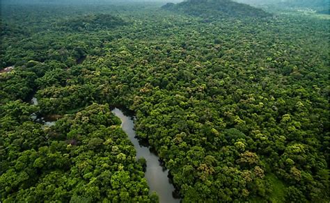 What Is A Rainforest? - WorldAtlas