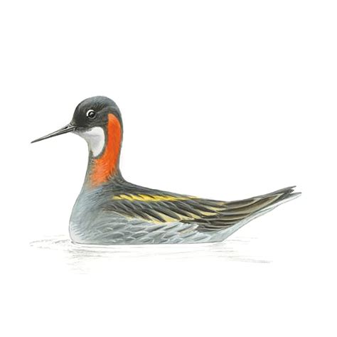 Red Necked Phalarope Bird Facts | Phalaropus Lobatus