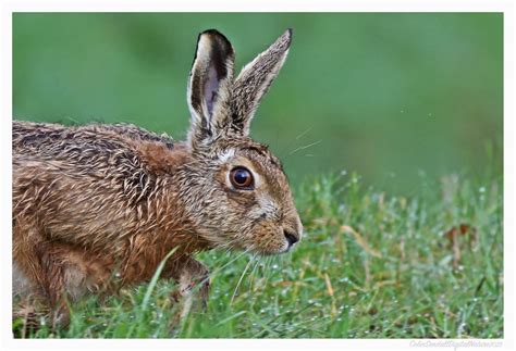 Hare close up IMG_0003 copy | Colin Sendall | Flickr