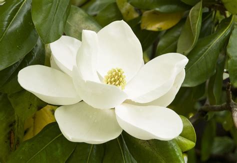 The Complete Guide to Magnolia Trees | Southern Living