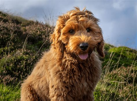 Cockapoo - Cocker Spaniel Toy Poodle Mix - Animal Corner