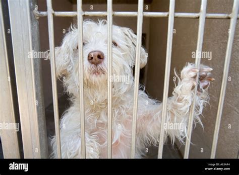 Pet adoption Animal Shelter Orange County California United States of ...