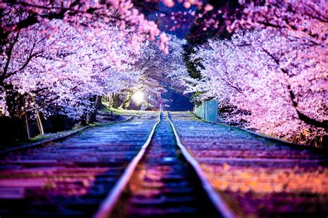 spectacular cherry blossoms at night, japan photo | One Big Photo