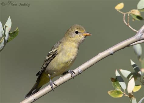 Female Western Tanager Showing Her Apparent Displeasure – Feathered Photography