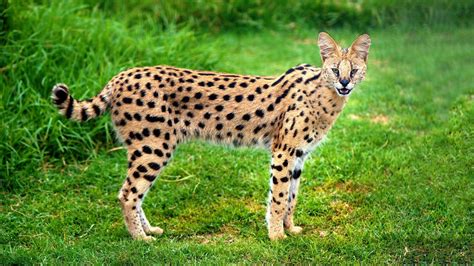 A 'Crazy-Looking Cat' Loose in Missouri Was Actually a Wild African Serval - TrendRadars