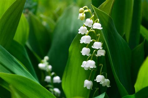 May Birth Flowers: Lily of the Valley and Hawthorn - SnapBlooms Blogs