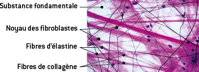 Le tissu conjonctif - Biologie et physiopathologie humaines - 1re ST2S - Fiche de révision | Annabac