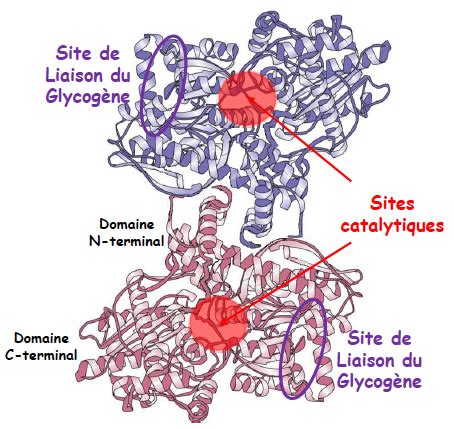 Biochimie 6.2.2. Structure du glycogène phosphorylase Flashcards | Quizlet