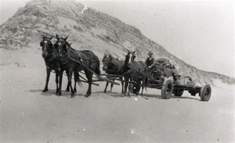 Sable Island Summer Stories – A History of the Horses – Friends of Sable Island