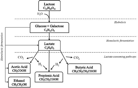 Most common lactose fermentation pathways from CW indigenous ...