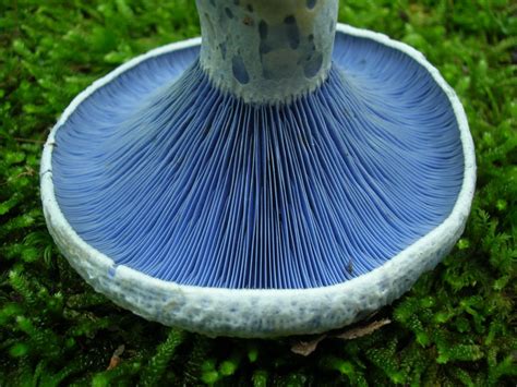 Lactarius indigo aka Indigo Milk Cap Mushroom : r/Pictures