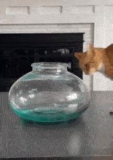 Cat Liquid GIF - Cat Liquid Jar - Discover & Share GIFs