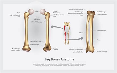 Human Leg Bones Diagram ~ Human Leg Bone Diagram | Bodaswasuas