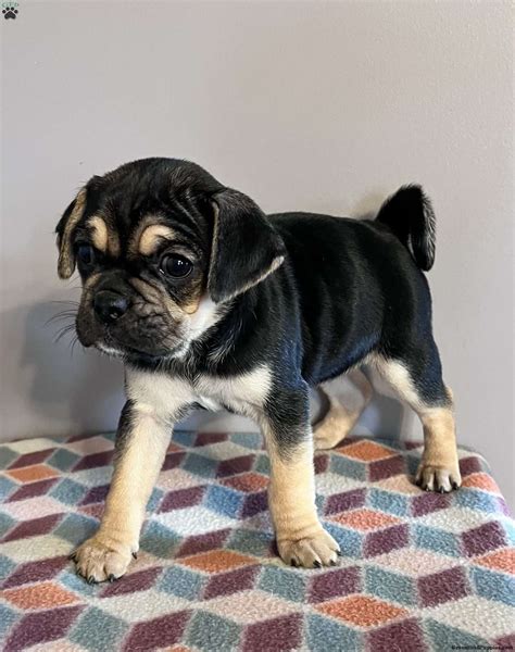 Puggle Puppies For Sale | Greenfield Puppies