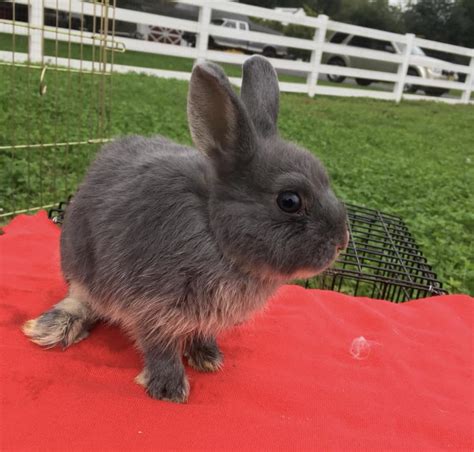 Netherland Dwarf rabbit Rabbits For Sale | Freehold, NJ #285600